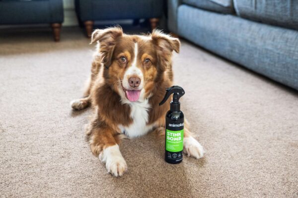 DSC_0347copy-scaled-1.jpg Animology Stink Bomb Deodorising Dog Spray 250ml