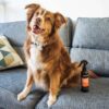 DSC_0380copy-scaled-1.jpg Animology Dirty Dawg No Rinse Dog Shampoo 250ml