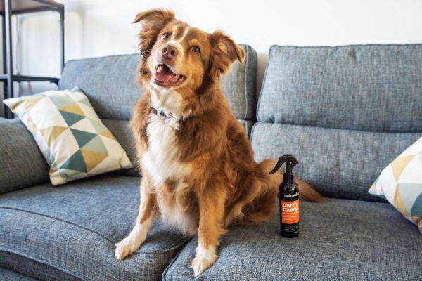 DSC_0380copy-scaled-1.jpg Animology Dirty Dawg No Rinse Dog Shampoo 250ml