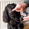 DSC_3610copy-scaled-1.jpg Animology Paws & Nose Balm 50ml