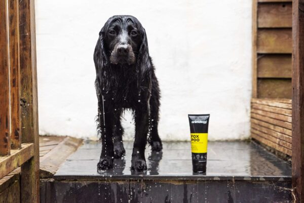 DSC_4334copy-scaled-1.jpg Animology Fox Poo Dog Shampoo 250ml