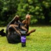 DSC_4977copy-scaled-1.jpg Animology True Colours Dog Shampoo 250ml