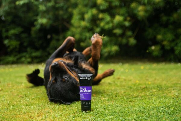 DSC_4977copy-scaled-1.jpg Animology True Colours Dog Shampoo 250ml
