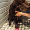 DSC_5461copy-scaled-1.jpg Animology Puppy Love Puppy Shampoo 250ml