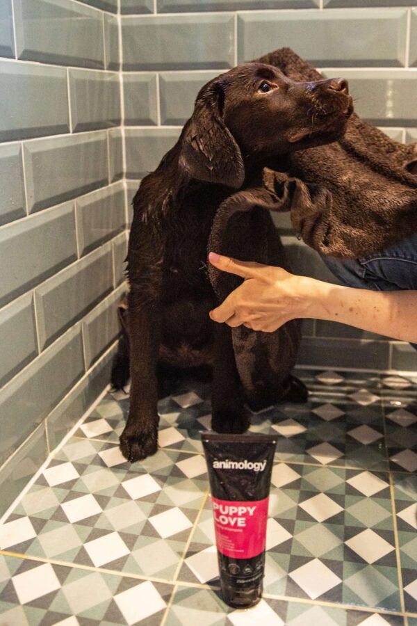 DSC_5461copy-scaled-1.jpg Animology Puppy Love Puppy Shampoo 250ml