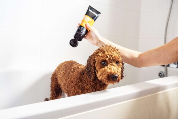 DSC_7266copy-scaled-1.jpg Animology Curly Coat Dog Shampoo 250ml