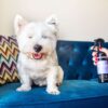 Animology Paws & Relax Aromatherapy Spray 250ml