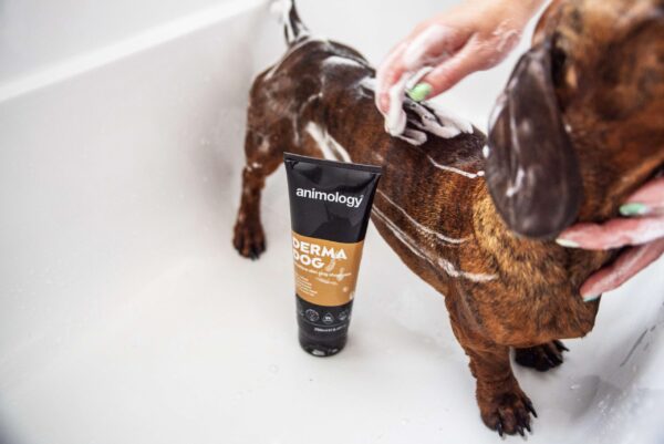 DSC_8317copy-scaled-1.jpg Animology Derma Dog Sensitive Skin Dog Shampoo 250ml