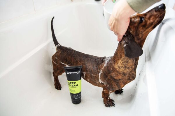 DSC_8364copy-scaled-1.jpg Animology Deep Clean Intensive Dog Shampoo 250ml